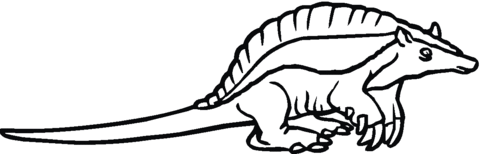 Armadilo 16 Coloring Page